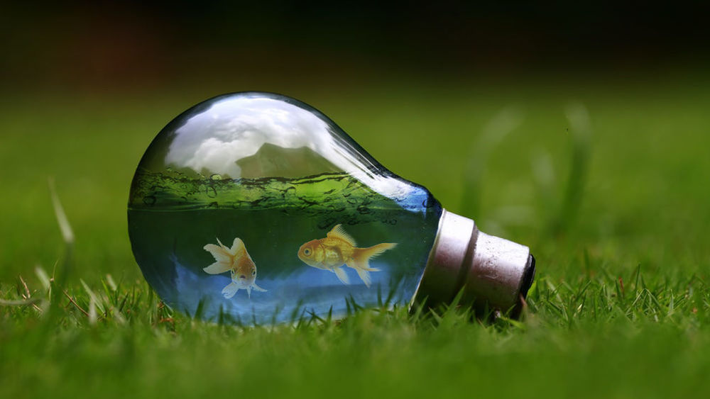grass, plant, transparent, nature, glass - material, green color, fishbowl, fish, no people, water, close-up, outdoors, swimming, day, animal, animal themes, single object, selective focus, goldfish, digital composite