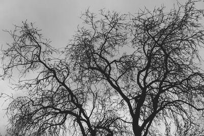 Low angle view of silhouette bare tree against sky