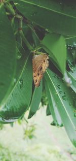 Close-up of butterfly on leaf