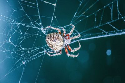 Close-up of spider on web