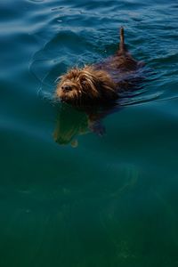 High angle view of dog swimming in sea