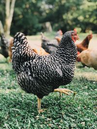 Close-up of a bird on field