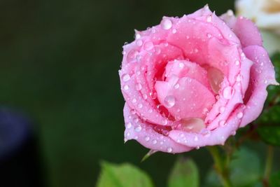 Close-up of wet pink rose