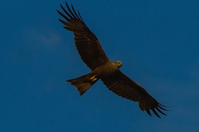 Low angle view of eagle flying in sky