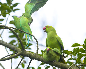 Bird perching on a branch