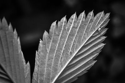 Close-up of raindrops on leaves