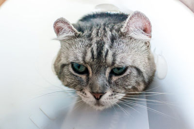 Close-up portrait of a cat