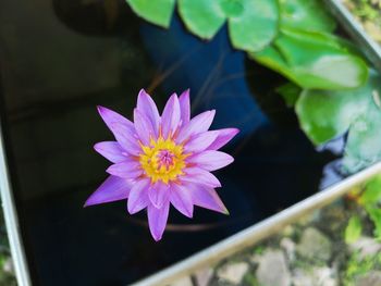 Close-up of pink water lily