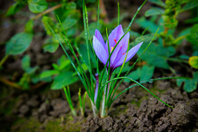 Close-up of purple crocus flower