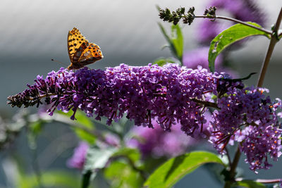 Butterfly on flower