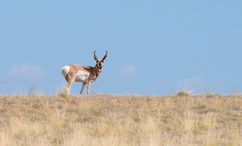 Side view of horse standing on field against sky