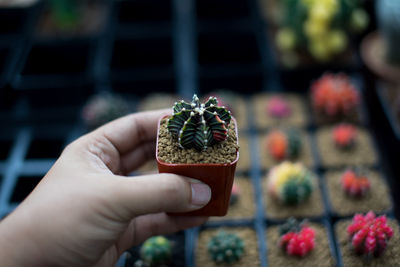 Close-up of hand holding small cactus