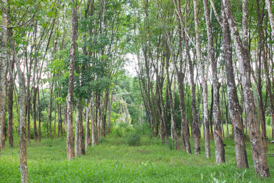 Pine trees in forest