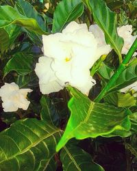 Close-up of white flower