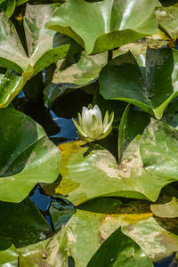 Full frame shot of leaves in water