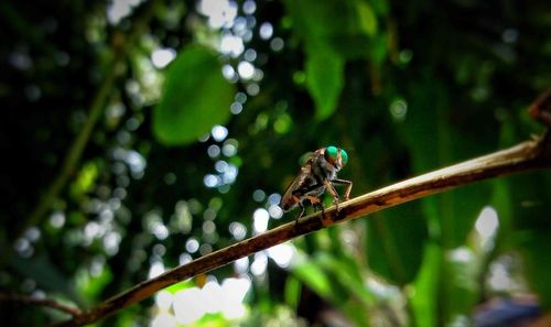 Low angle view of bird perching on tree