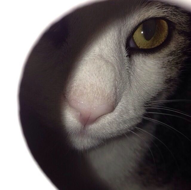 close-up, one animal, indoors, animal themes, studio shot, pets, domestic animals, animal body part, animal head, animal eye, cat, part of, domestic cat, staring, whisker, portrait, feline, looking at camera, extreme close-up, mammal