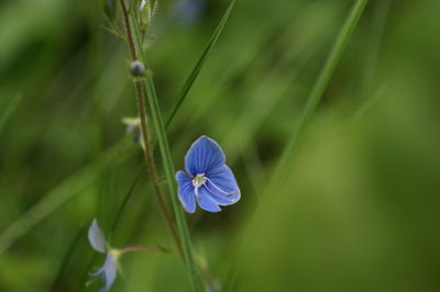 Close-up of purple flowering plant