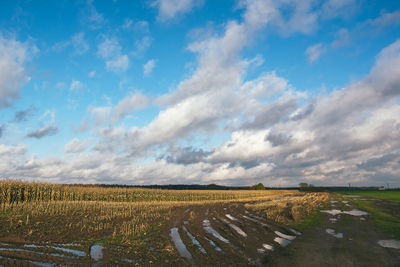 Scenic view of field against sky