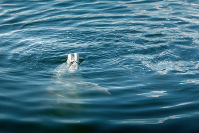 High angle view of man swimming in sea