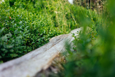 Surface level of wood on field