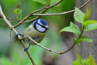 Close-up of a bluetit perching on  a branch