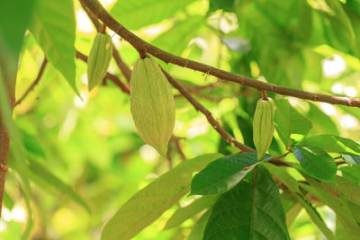 Close-up of green leaves on tree