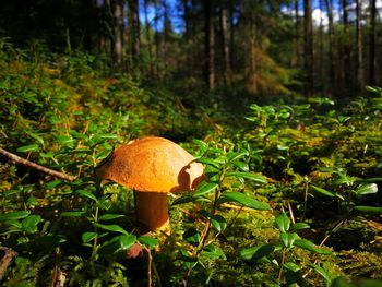Close-up of mushroom growing in forest