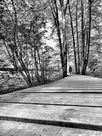 Footpath amidst trees during winter