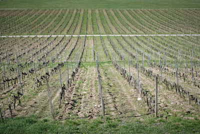 Scenic view of grassy field