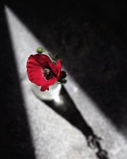 Close-up of red rose on leaf