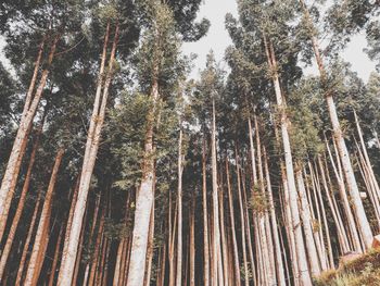 Low angle view of bamboo trees in forest