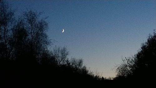 Low angle view of silhouette trees against clear sky at night