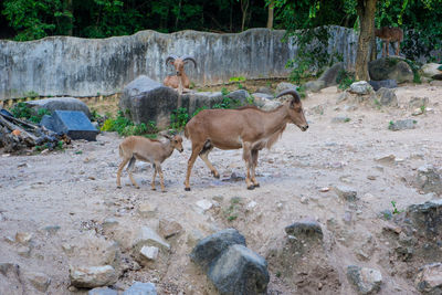 Sheep standing on rock