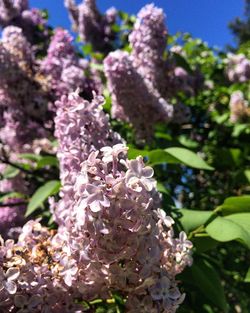 Close-up of flowers