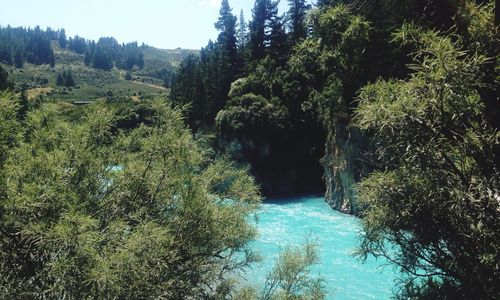 River flowing through forest