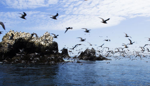 Flock of birds flying over sea