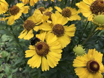 Close-up of sunflower