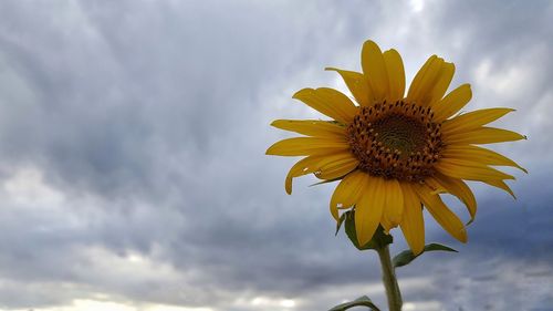 Close-up of sunflower against sky