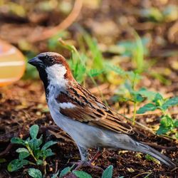 Close-up of sparrow perching on field