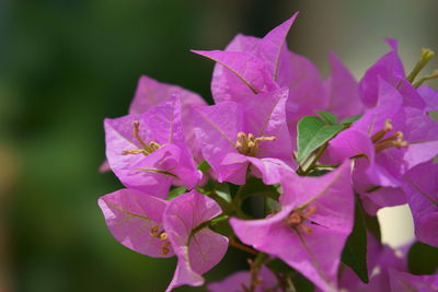 Close-up of pink bougainvillea blooming outdoors