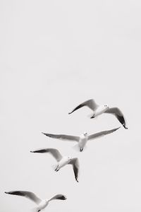 Low angle view of swan flying against clear sky