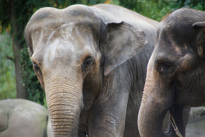 Close-up of elephant