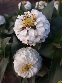 Close-up of white flowers blooming outdoors