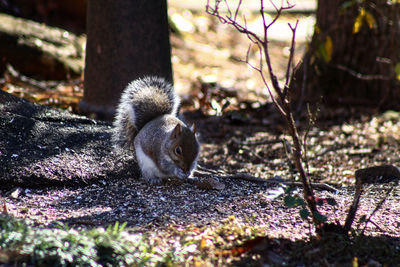 Close-up of squirrel