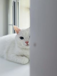 Pets.  relax after dinner on the windowsill.