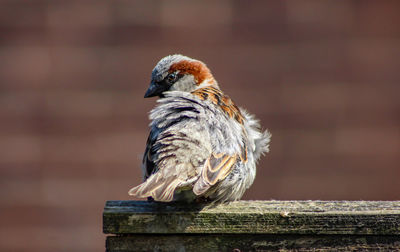 Close-up of bird perching on wood