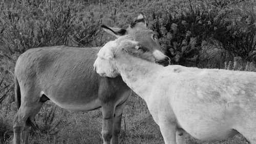 High angle view of donkeys embracing while standing on field