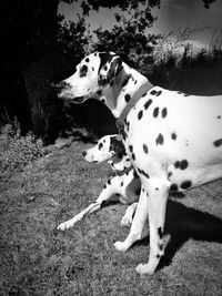 Dalmatian dogs on field