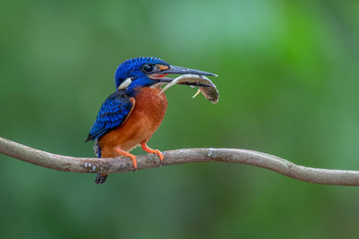 Close-up of bird perching on branch